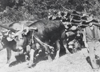 Piccinelli Alfredo a fianco della barozza trainata dai buoi - anno 1958