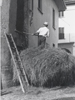 Il trasporto del fieno alla cascina. Nella foto: Piccinelli Alfredo - anno 1970