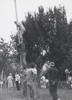 L'albero della Cuccagna - anno 1972